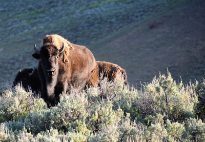 daily bison
