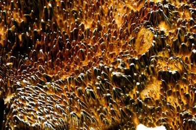 grows in hot water 2