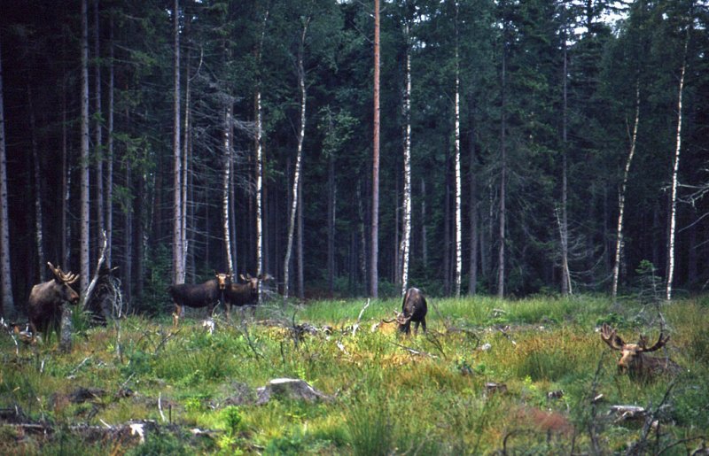 lg-Elk-(Alces Alces)