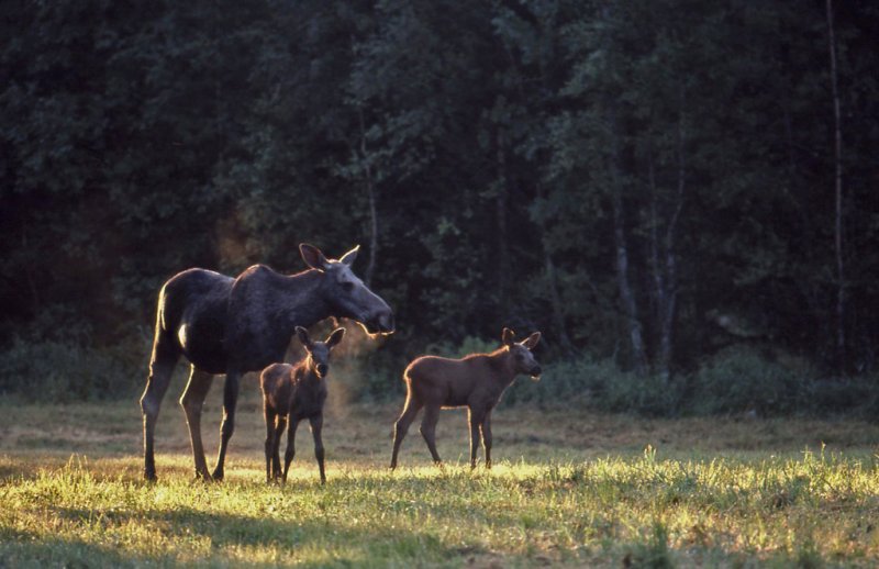 lg-Elk-(Alces Alces)
