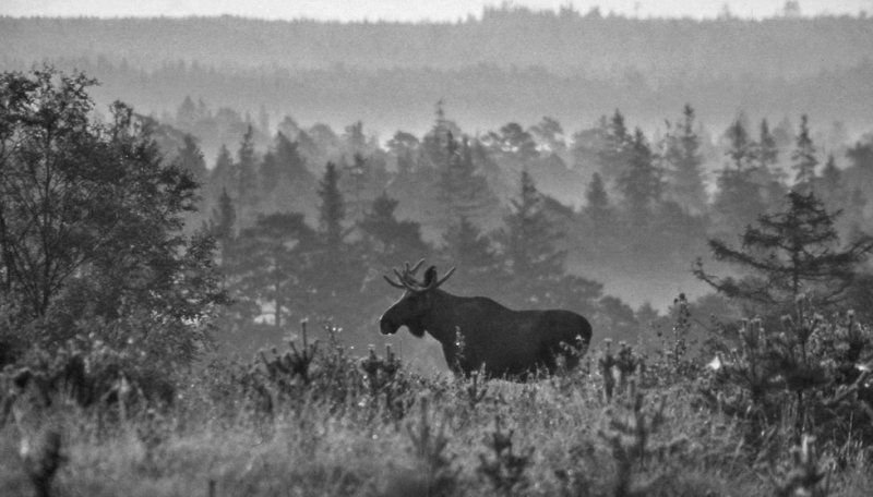 lg-Elk-(Alces Alces)