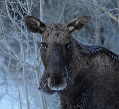 lg-Elk-(Alces Alces)