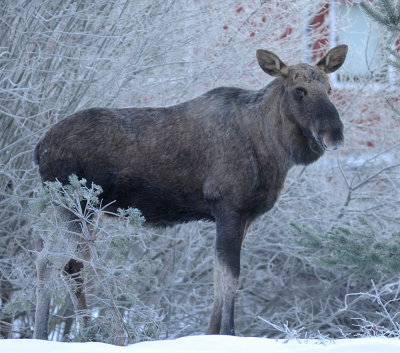 lg-Elk-(Alces Alces)