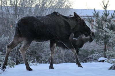 lg-Elk-(Alces Alces)