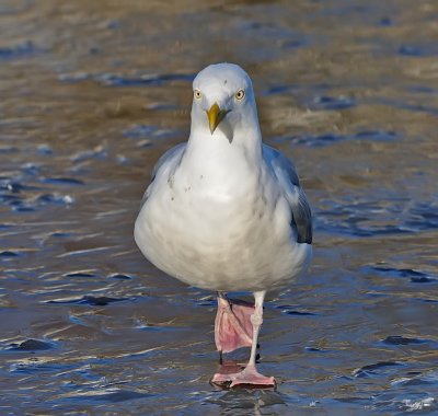 Grtrut-Herring gull-(Larus Argentatus)