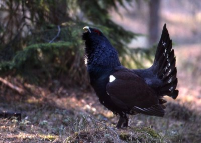 Tjder-Capercaille-(Tetrao Urogallus)