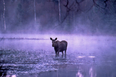 lg-Elk-(Alces Alces)