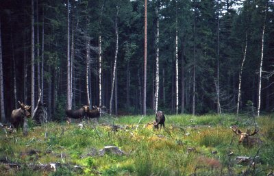 lg-Elk-(Alces Alces)