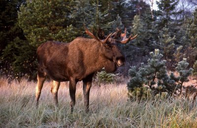 lg-Elk-(Alces Alces)