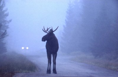 lg-Elk-(Alces Alces)