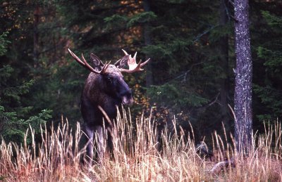 lg-Elk-(Alces Alces)