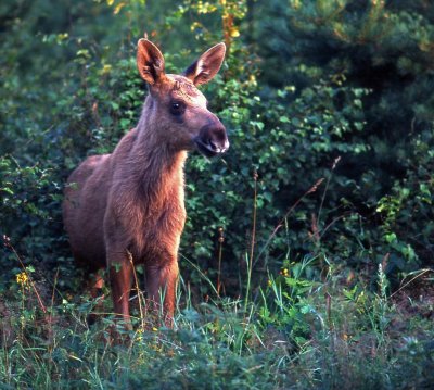 lg-Elk-(Alces Alces)