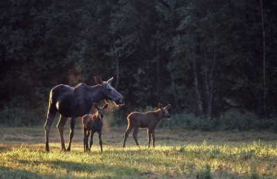 lg-Elk-(Alces Alces)