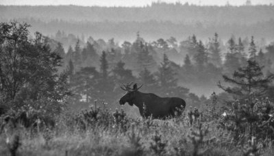 lg-Elk-(Alces Alces)