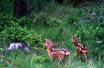 Rdjur-Roe deer-(Capreolus Capreolus)