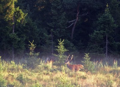 Kronvilt-Red deer-(Cervus Elaphus)