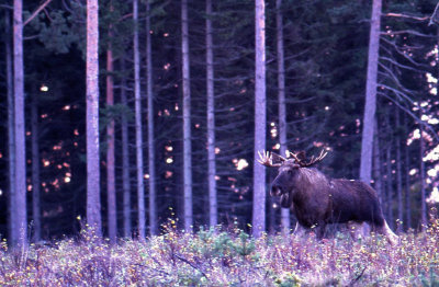 lg-Elk-(Alces Alces)