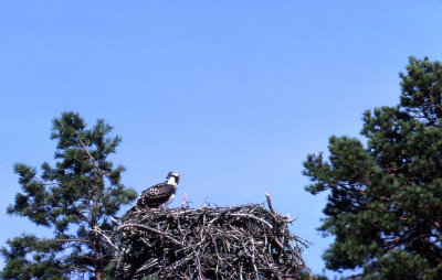 Fiskgjuse-Osprey-(Pandion Haliaetus)