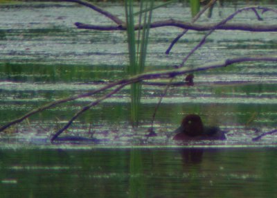Vitgd dykand-Ferruginous duck-(Aythya Nyroca)