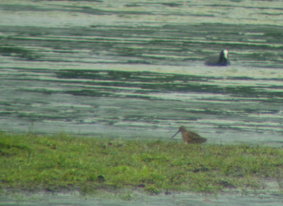 Strre beckasinsnppa-Longbilled dowitcher-(Limnodromus Scolopaceus)