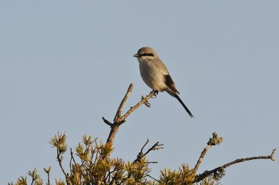 Varfågel