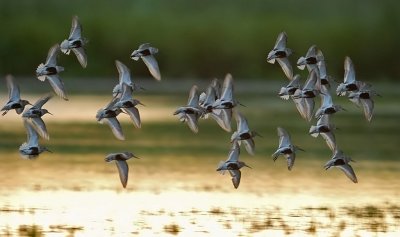 Krrsnppa-Dunlin-(Calidris Alpina)