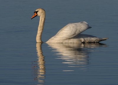 Knlsvan-Mute swan-(Cygnus Olor)