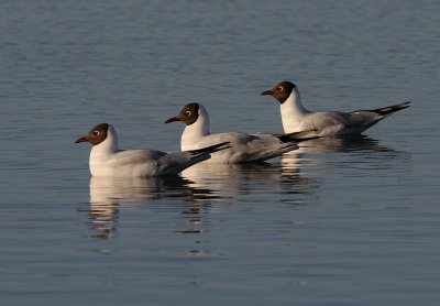 Skrattms-Black headed gull-(Larus Ridibundus)
