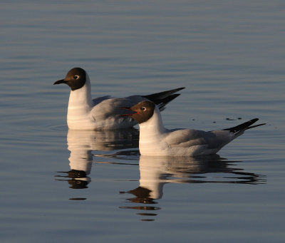 Skrattms-Black headed gull-(Larus Ridibundus)