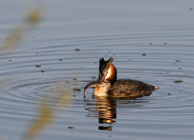 Skggdopping-Great crested grebe-(Podiceps Cristatus)