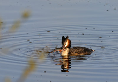 Skggdopping-Great crested grebe-(Podiceps Cristatus)