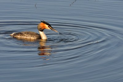 Skggdopping-Great crested grebe-(Podiceps Cristatus)
