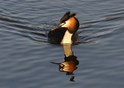 Skggdopping-Great crested grebe-(Podiceps Cristatus)