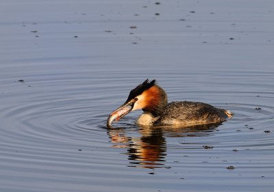 Skggdopping-Great crested grebe-(Podiceps Cristatus)
