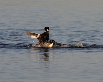 Skggdopping-Geat crested grebe-(Podiceps Cristatus)