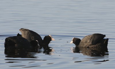 Sothna-Common coot-(Fulica Atra)