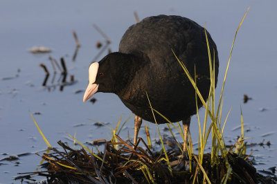 Sothna-Common coot-(Fulica Atra)