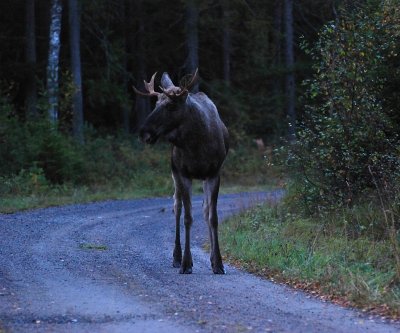 lg-Elk-(Alces Alces)