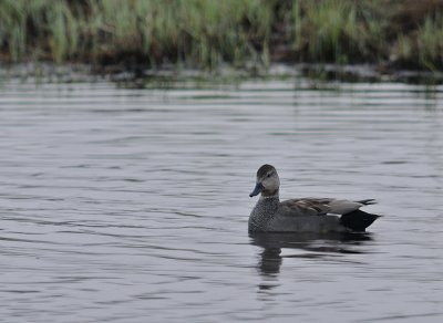 Snatterand-Gadwall-(Anas Strepera)