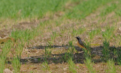 Rdstjrt-Common redstart-(Phoenicurus Phoenicurus)
