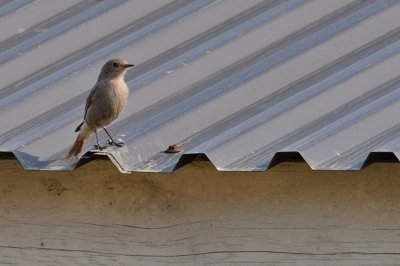 Svart rdstjrt-Black redstart-(Phoenicurus Ochruros)