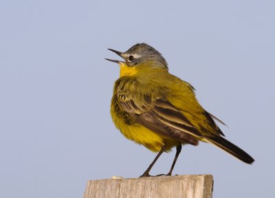 Gulrla