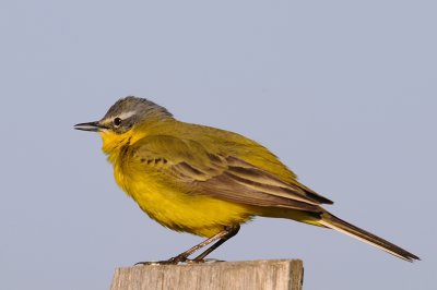 Gulrla-Yellow wagtail-(Motacilla Flava)