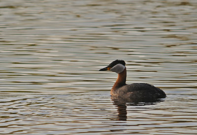 Grhakedopping-Rednecked grebe-(Podiceps Grisegena)