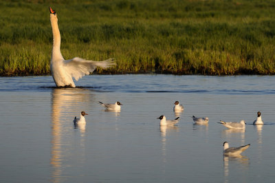 Knlsvan-Mute swan-(Cygnus Olor)