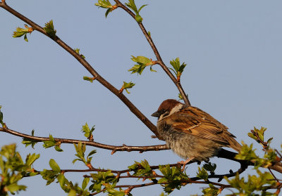 Pilfink-Eurasian tree sparrow-(Passer Montanus)