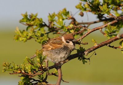Pilfink-Eurasian tree sparrow-(Passer Montanus)