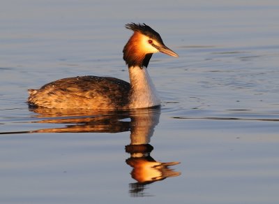 Skggdopping-Great crested grebe-(Podiceps Cristatus)