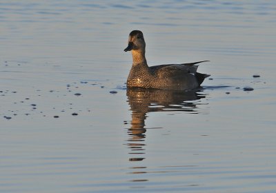 Snatterand-Gadwall-(Anas Strepera)