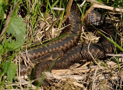 Huggorm-Viper-(Vipera Berus)